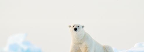Touriste française attaquée par un ours polaire : «Il faut interdire de camper au Spitzberg»