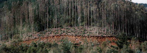 Des forêts secrètes et en danger envoûtent les Rencontres photographiques d'Arles 2022