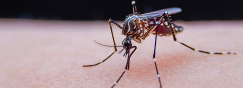 Moustique tigre : les maladies tropicales vont-elles frapper la France?