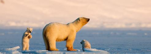 Norvège : après la morse Freya, l'ourse polaire Frost pourrait aussi être mise à mort