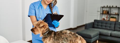 Visite de vétérinaire à domicile : comment ça marche ?