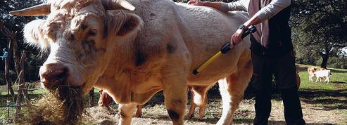 Équipée d'une puce électronique, la vache corse ne fraudera plus Bruxelles