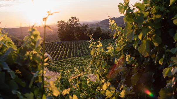 Quiz bac de français : êtes-vous incollable sur « Les Vrilles de la vigne » de Colette ?
