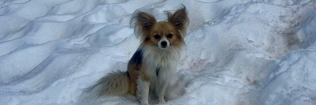  un chihuahua sauve la vie de son maître tombé dans une crevasse sur un glacier