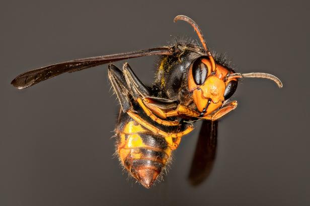 Une attaque d'abeilles blesse 24 personnes dont 3 hospitalisées à Aurillac