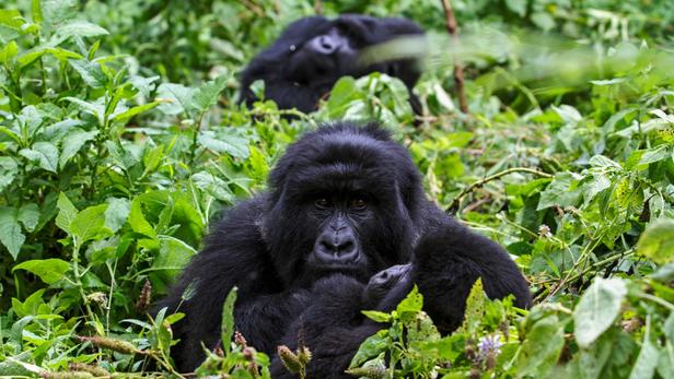 Des gorilles de montagne au sein du parc national Mgahinga, dans le district de Kisoro, au sud-ouest de l'Ouganda.