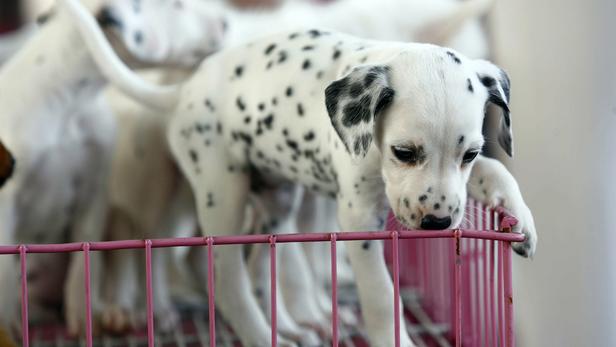 Animaux de compagnie ce que change la proposition de loi