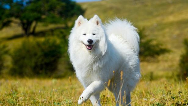 Les Plus Belles Races De Chiens