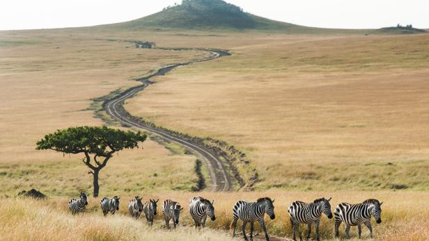 Maasai mara