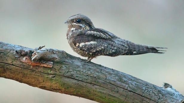 Quels sont les oiseaux qui chantent la nuit