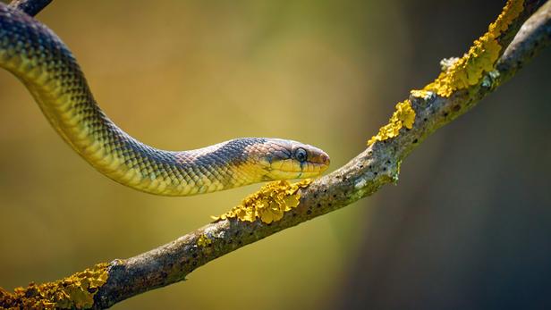Comment se débarrasser des serpents dans son jardin