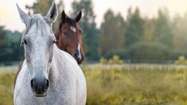 Comment choisir la race de son cheval