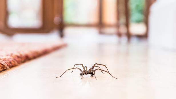 Comment se débarrasser des araignées de la maison