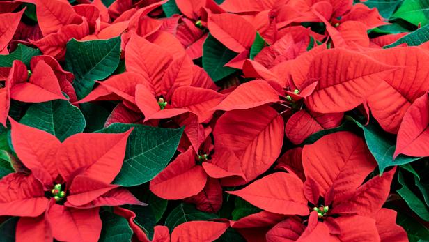 Poinsettia Ou étoile De Noël Caractéristiques Arrosage Et Entretien