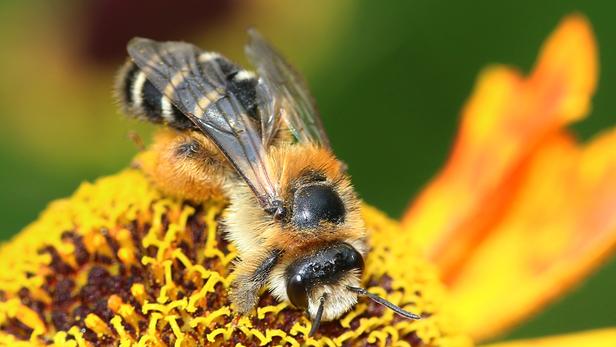 Que deviennent les abeilles en hiver