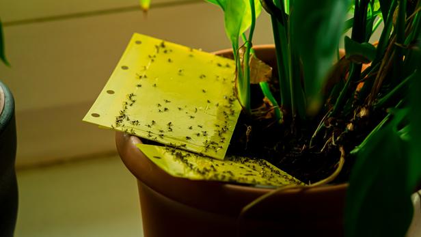 Comment éloigner les moucherons des plantes d'intérieur
