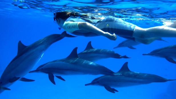 Vous rêvez de plonger ou nager avec les dauphins ? Les 7 plus beaux