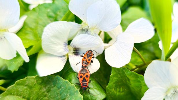 Insectes : pourquoi les gendarmes sont de bons alliés pour le jardin