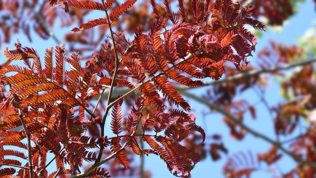 7 arbres et arbustes aux feuilles rouges