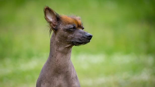 Chien nu du Pérou : caractère, santé et prix