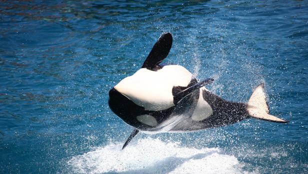 Marineland d’Antibes : le gouvernement relance la piste du sanctuaire ...