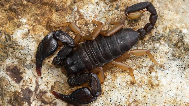 Voici les 5 espèces de scorpions que l’on peut voir en France — free download