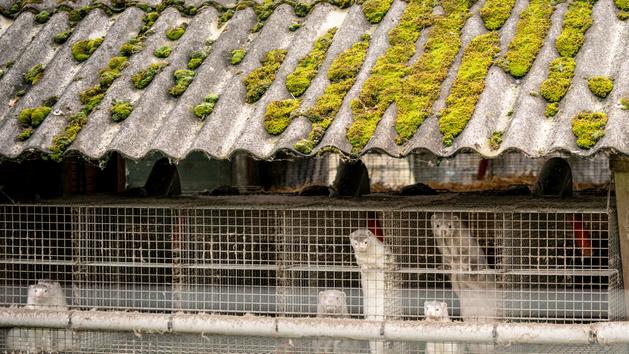 Coronavirus : le Danemark entame l'abattage de centaines de milliers de visons