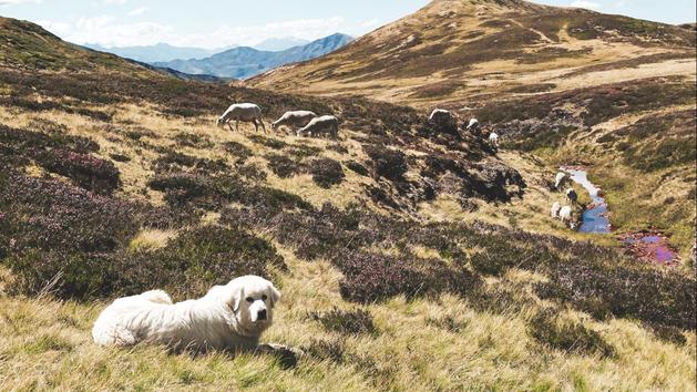 En immersion : dans les Pyrénées, les Cévennes ou l'Aubrac, aventures en terre méconnue