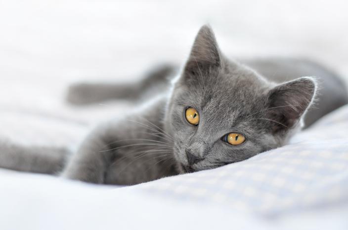 5 Races De Chats Parfaites Pour Vivre En Appartement