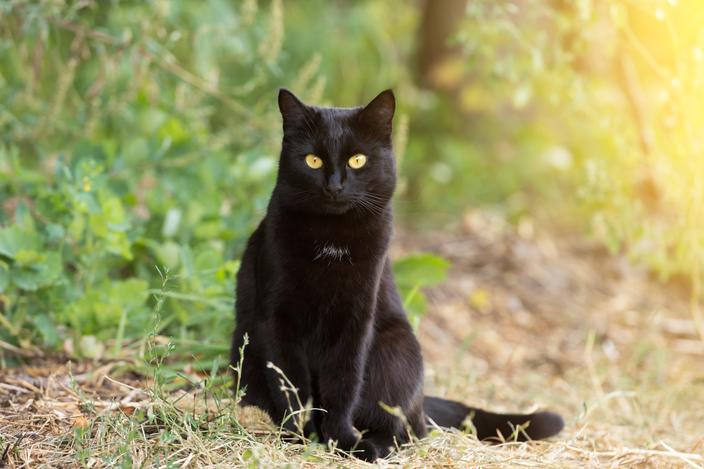 Decouvrez 5 Races De Chats Qui Vivent Longtemps