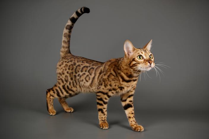 5 Races De Chats Parmi Les Plus Belles Du Monde