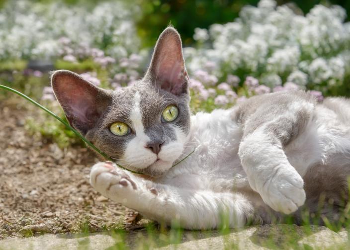 Decouvrez 5 Races De Chats A Poil Court