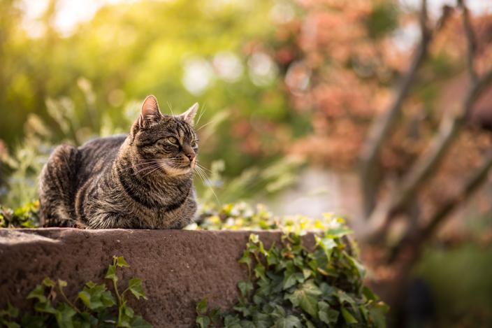 Decouvrez 5 Races De Chats A Poil Court