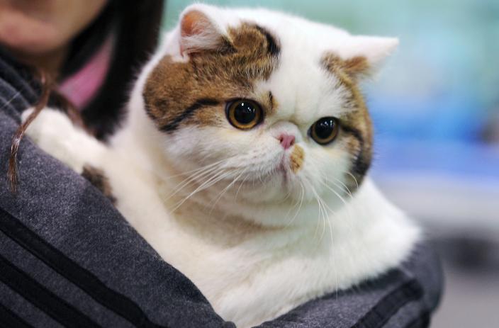 Exotic Shorthair Origine Taille Et Caractere