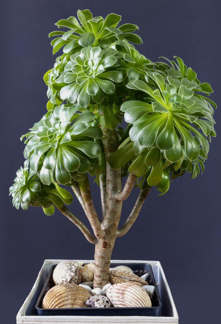 10 grandes plantes d'intrieur : notre slection