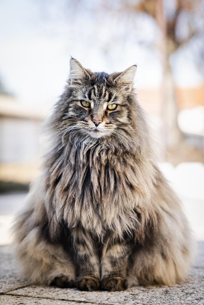 chat norvégien taille