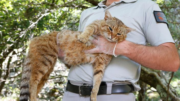 Le Chat Renard Nouvelle Espece De Felin Recensee En Corse