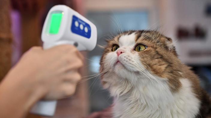 Un Deuxieme Chat Teste Positif Au Coronavirus En France