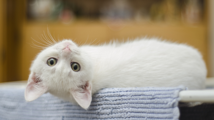 Conseils Pour Prendre Soin Du Pelage Du Chat