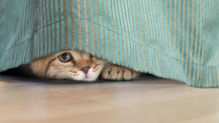 repulsifs pour chat 5 solutions simples et naturelles