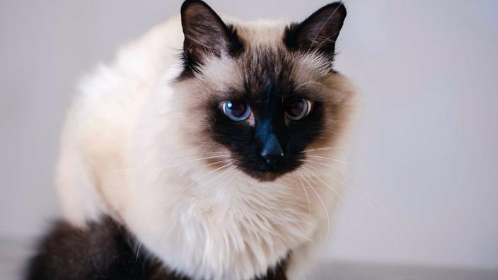 5 Races De Chats Hypoallergeniques