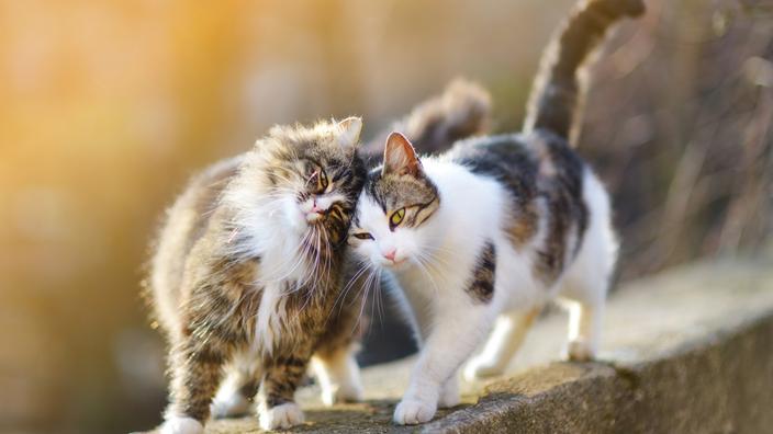 Chat Male Ou Chat Femelle Comment Choisir