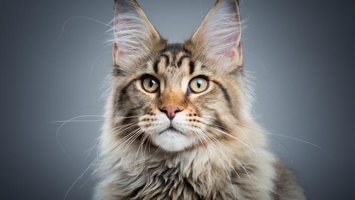 5 Races De Chats Les Plus Affectueux