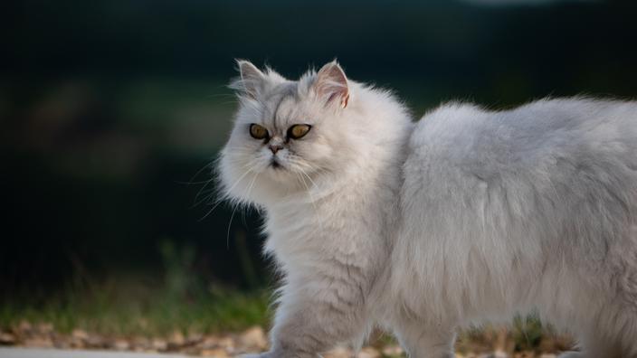 Decouvrez 5 Races De Chats A Poil Long