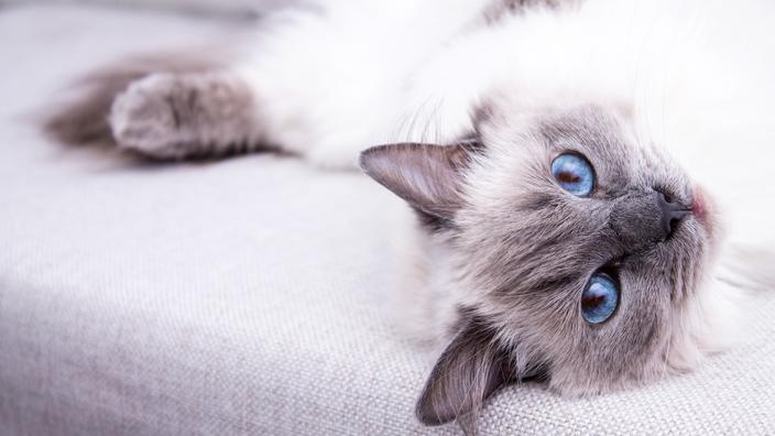 5 Races De Grands Chats A Decouvrir