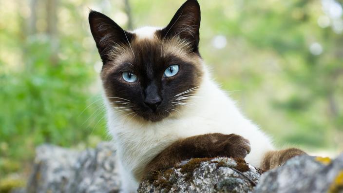 Siamois Origine Taille Et Caractere