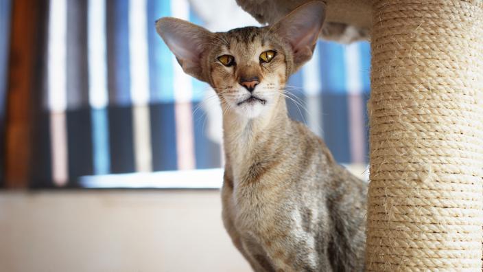 Decouvrez 5 Races De Chats Atypiques