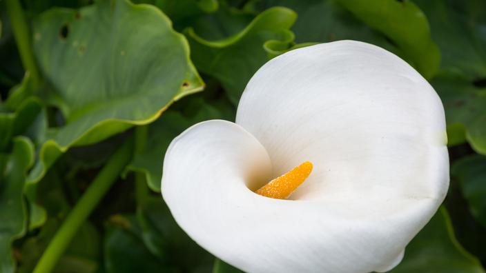 7 fleurs blanches pour un jardin élégant