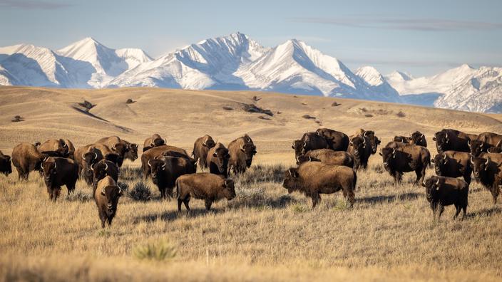 Montana : de Yellowstone à Big Sky, immersion hivernale au cœur de l’Ouest américain