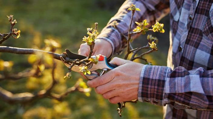 Tailler ces 3 arbres fruitiers maintenant garantit une meilleure récolte cet été